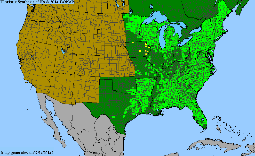 Osmunda cinnamomea cinnamon fern from North Creek Nurseries